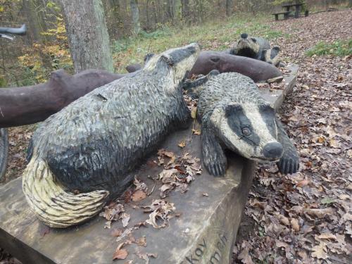 jazvec-P1940022-zmen